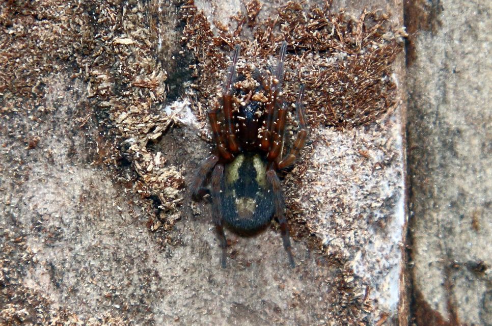 Amaurobius fenestralis - ablakos eretnekpók