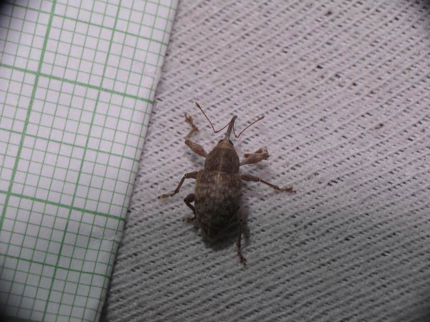 Curculio elephas - gesztenyezsuzsóka