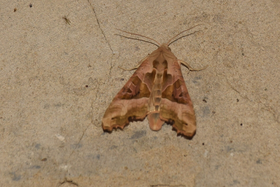Phlogophora meticulosa - vándorló csipkésbagoly