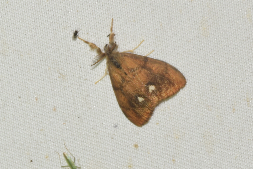 Orgyia antiqua - rozsdabarna kisszövő
