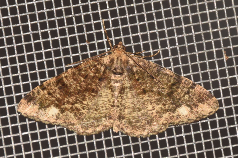 Parectropis similaria - barna zuzmóaraszoló