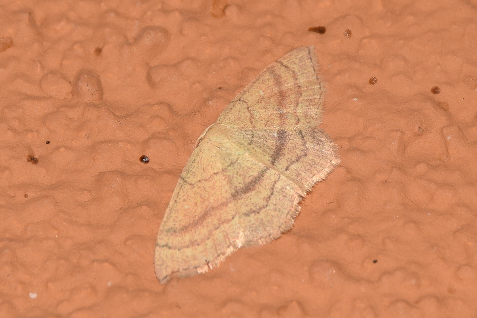 Cyclophora linearia - vonalas pettyesaraszoló