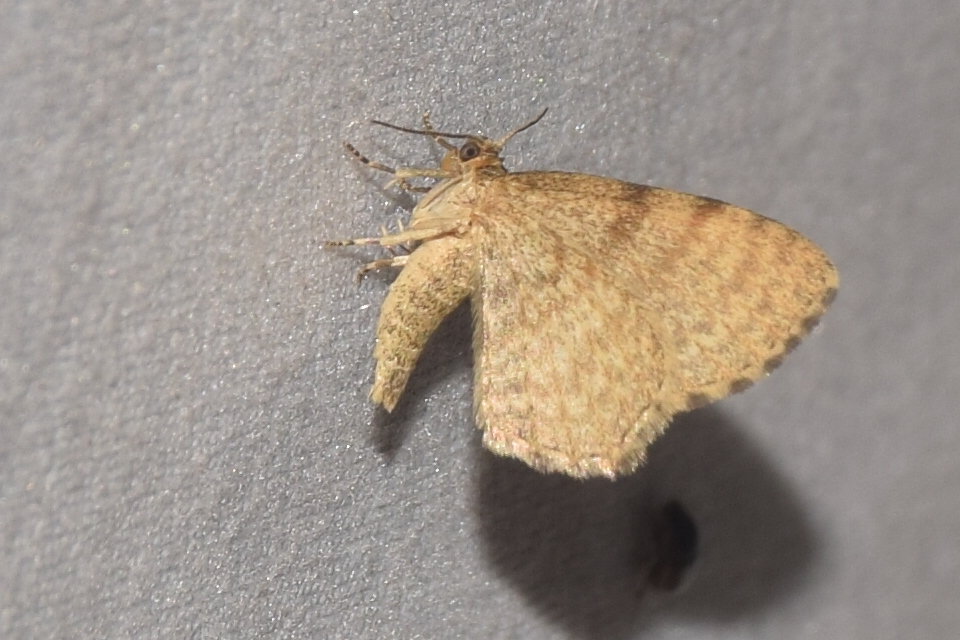 Euchoeca nebulata - barnás égeraraszoló