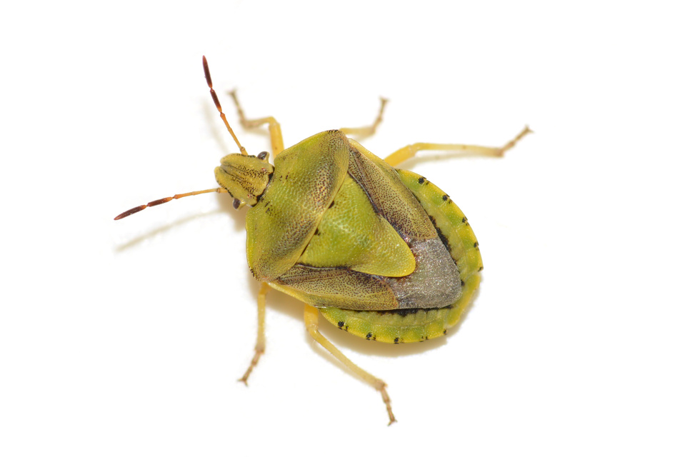 Antheminia lunulata - fakó gyümölcspoloska Antheminia lunulata - fakó gyümölcspoloska