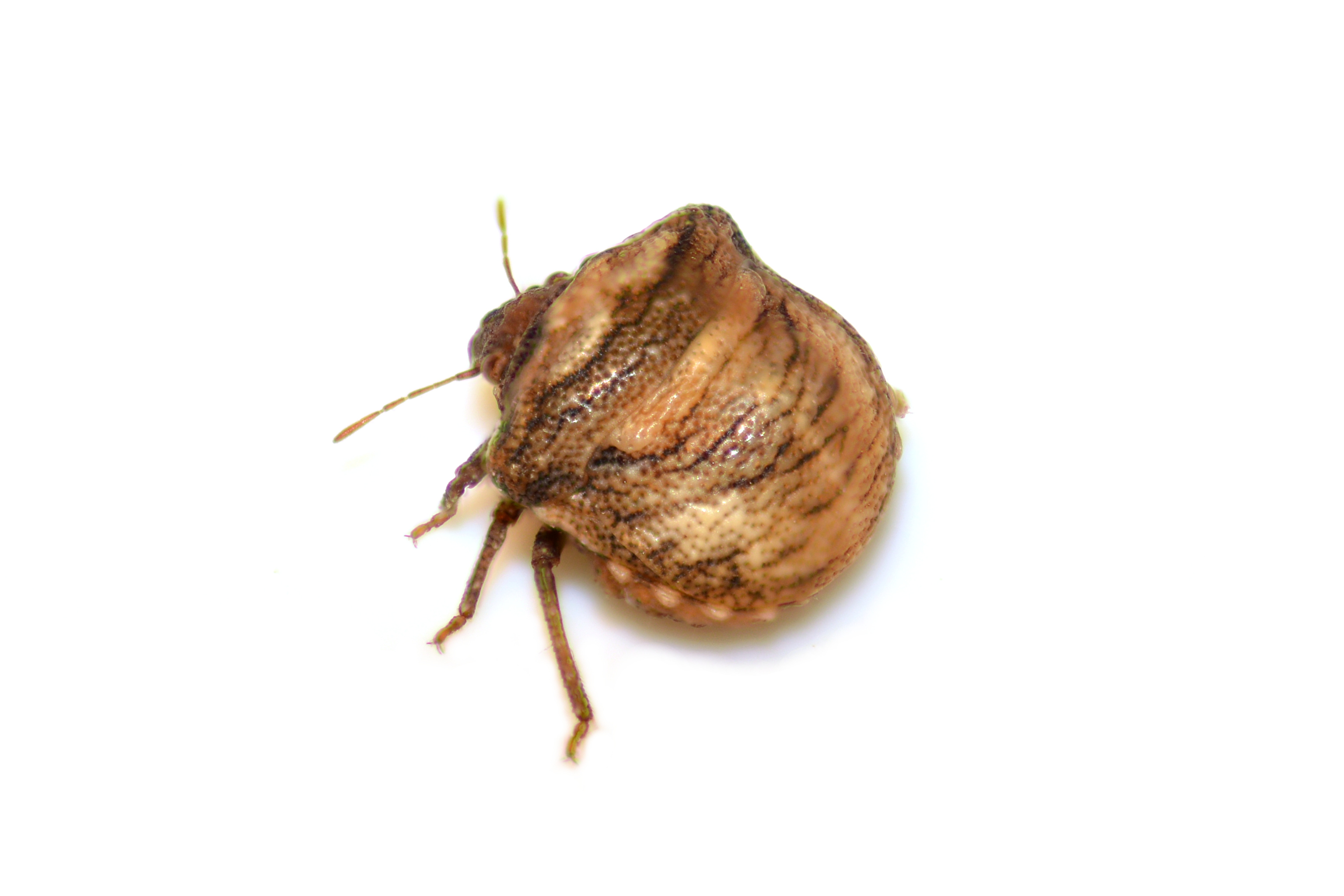 Vilpianus galii