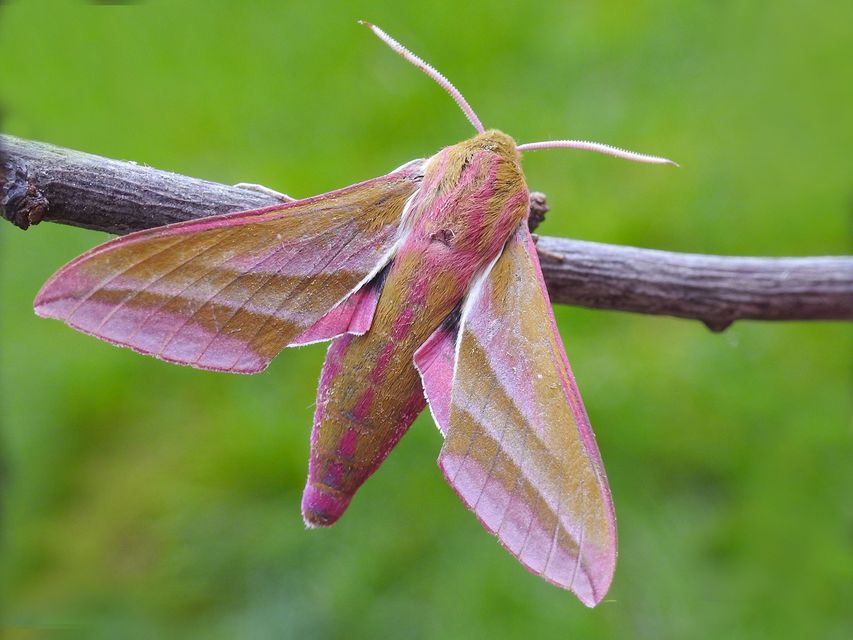 Deilephila elpenor - szőlőszender