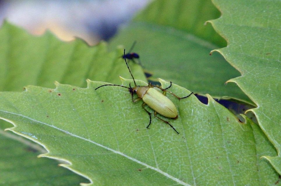 Cteniopus sulphureus - közönséges kénbogár Cteniopus sulphureus - közönséges kénbogár
