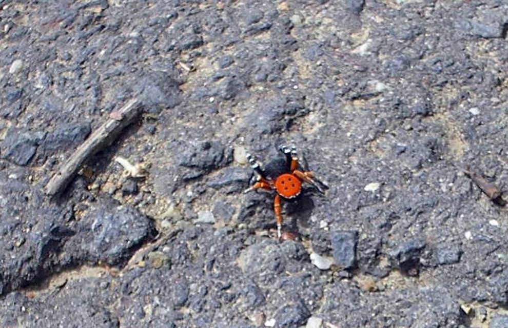 Eresus moravicus - sárgafejű bikapók Eresus moravicus - sárgafejű bikapók