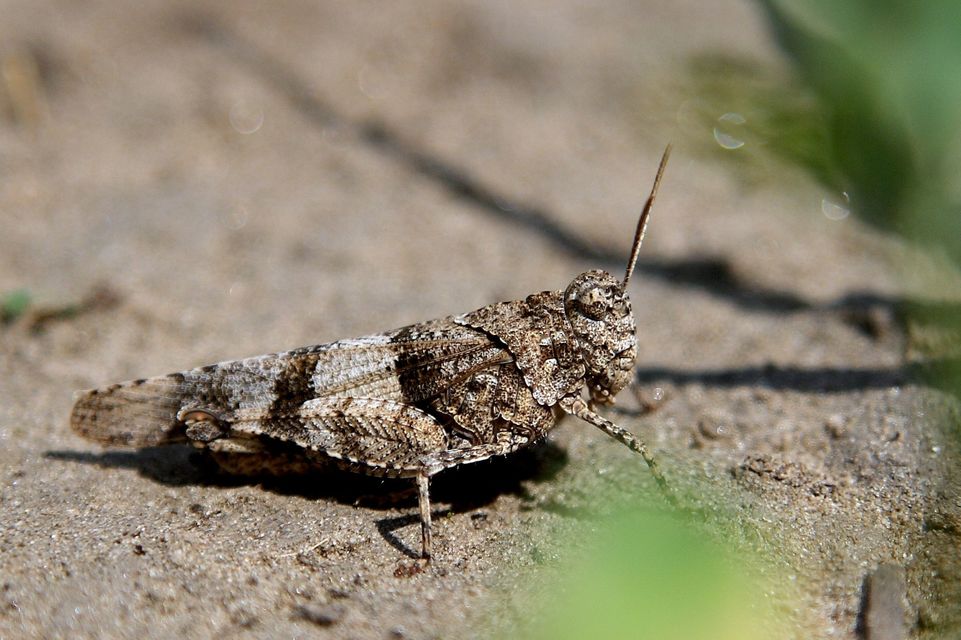 Oedipoda caerulescens - kékszárnyú sáska