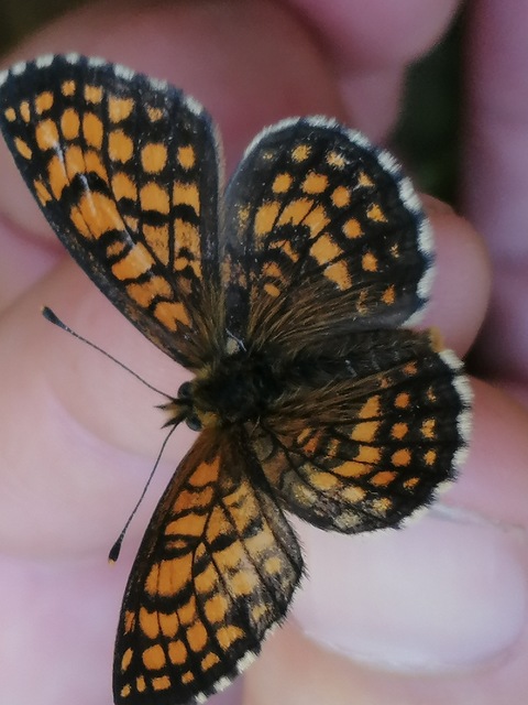 Melitaea athalia - közönséges tarkalepke