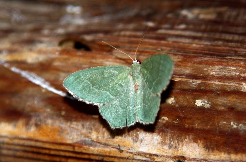 Hemithea aestivaria - nyír-zöldaraszoló