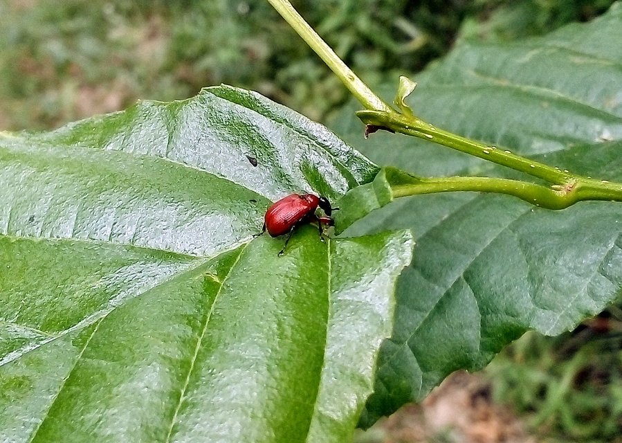 Apoderus coryli - mogyoró-levélsodró