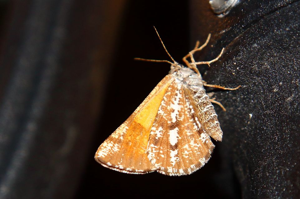 Bupalus piniaria - fenyőaraszoló