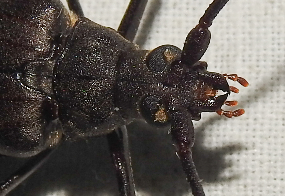 Aegosoma scabricorne - diófacincér