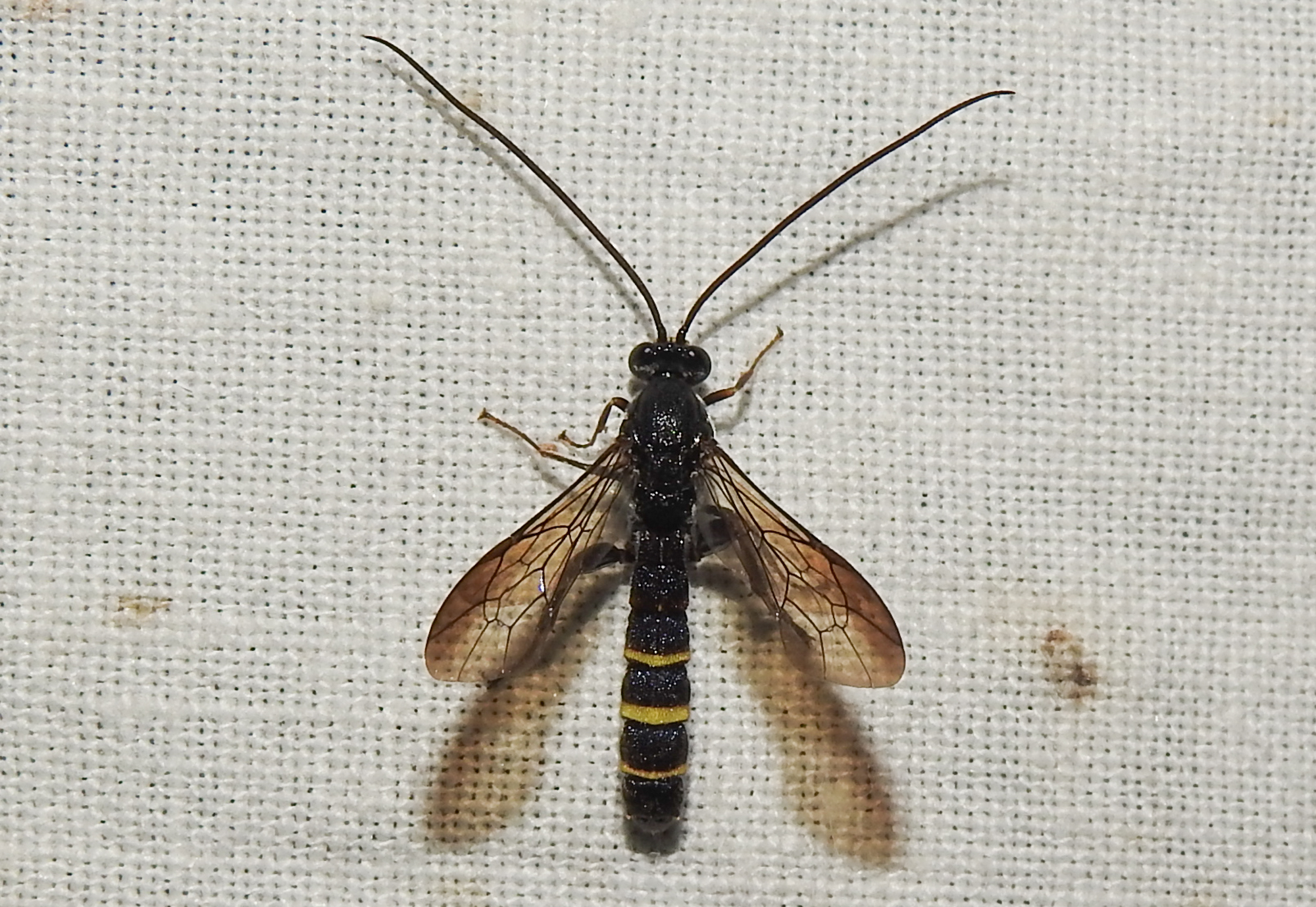 Metopius fuscipennis