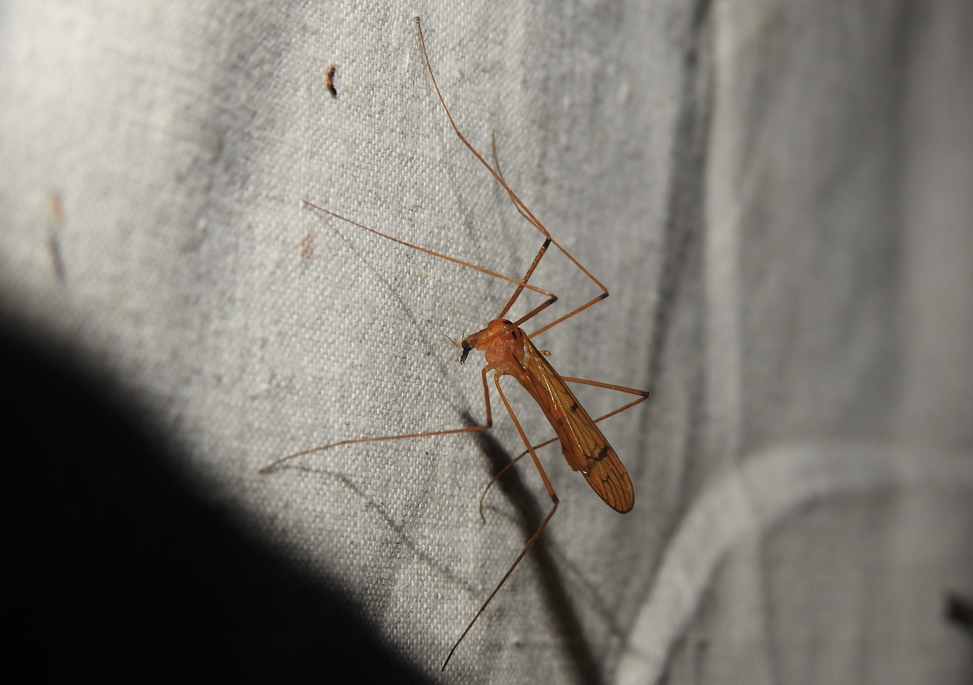 Metalimnobia bifasciata