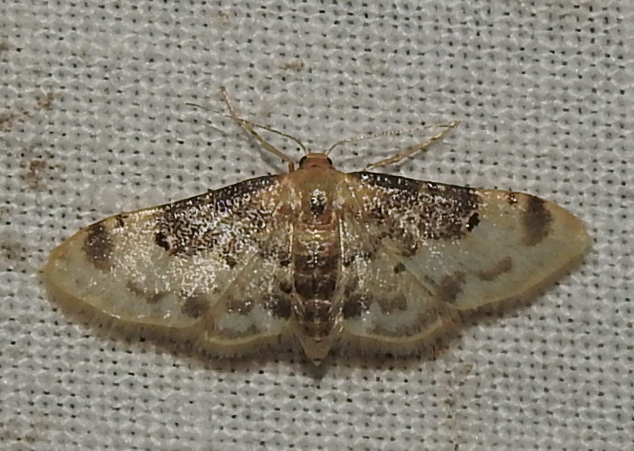 Idaea filicata - sötéttövű apróaraszoló
