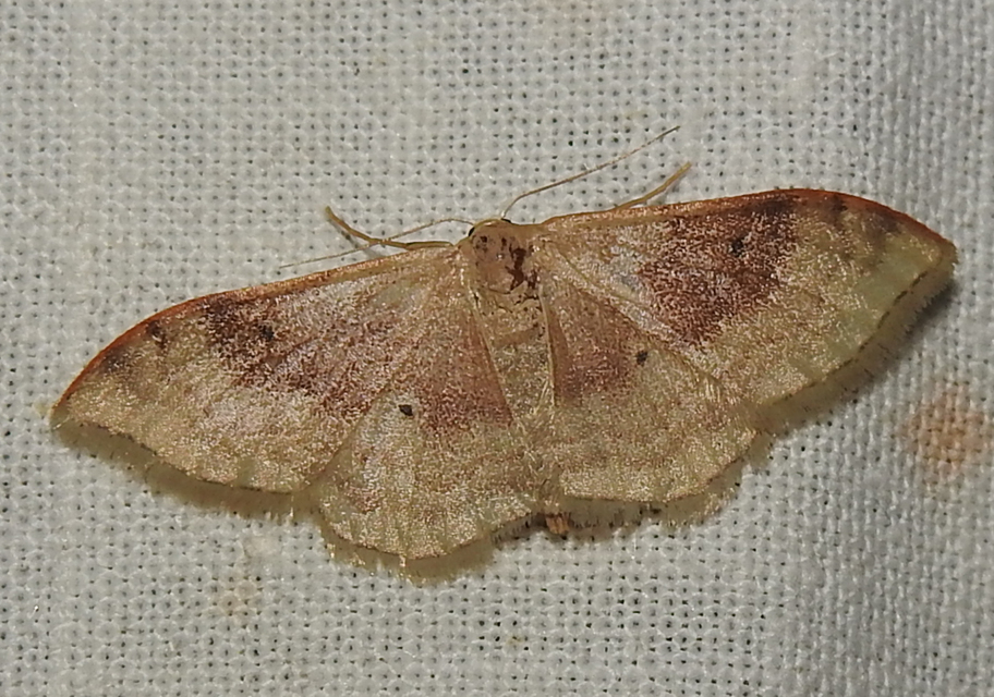 Idaea degeneraria - barnasávos araszoló
