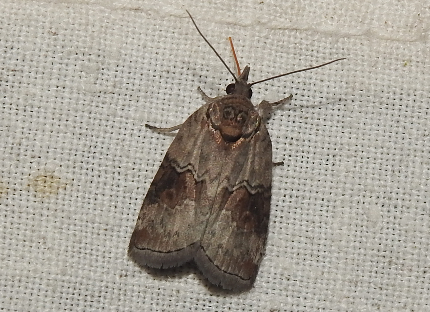 Nycteola asiatica - nyárfa-trapézbagoly