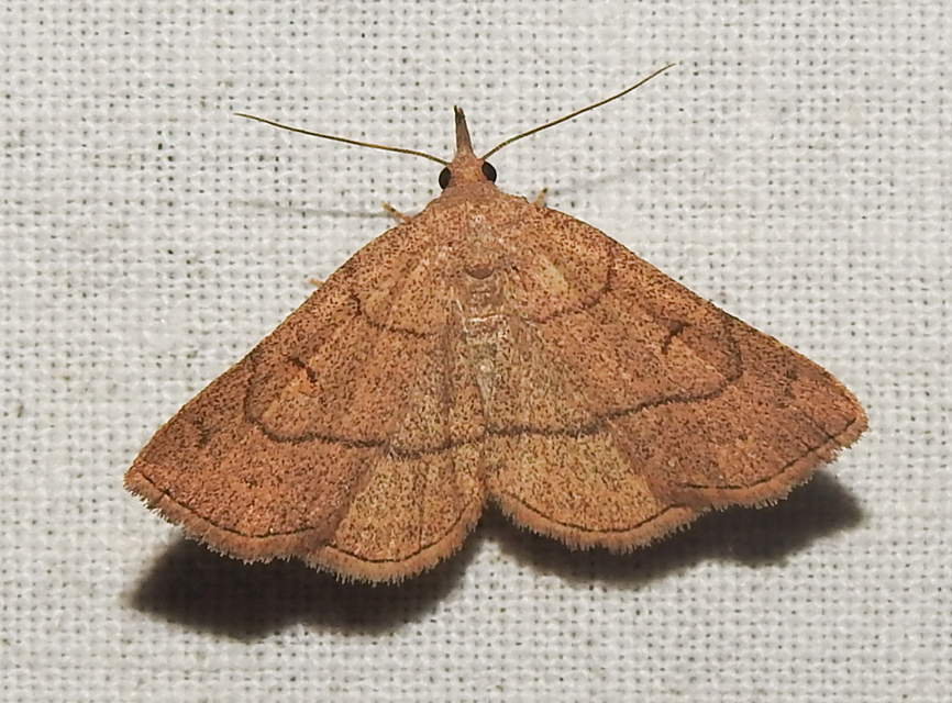 Paracolax tristalis - sárgás karcsúbagoly