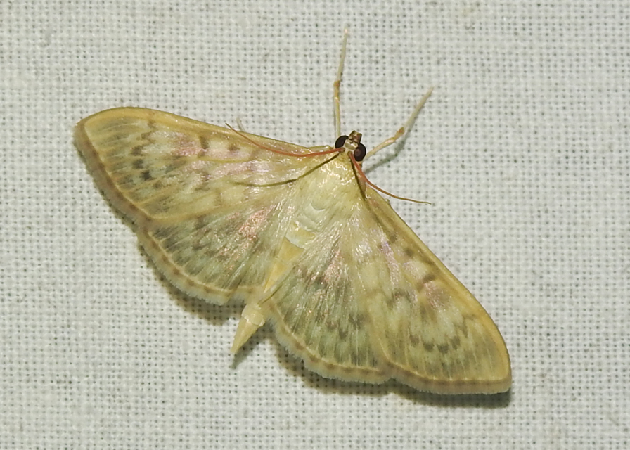 Patania ruralis - csalánevő tűzmoly