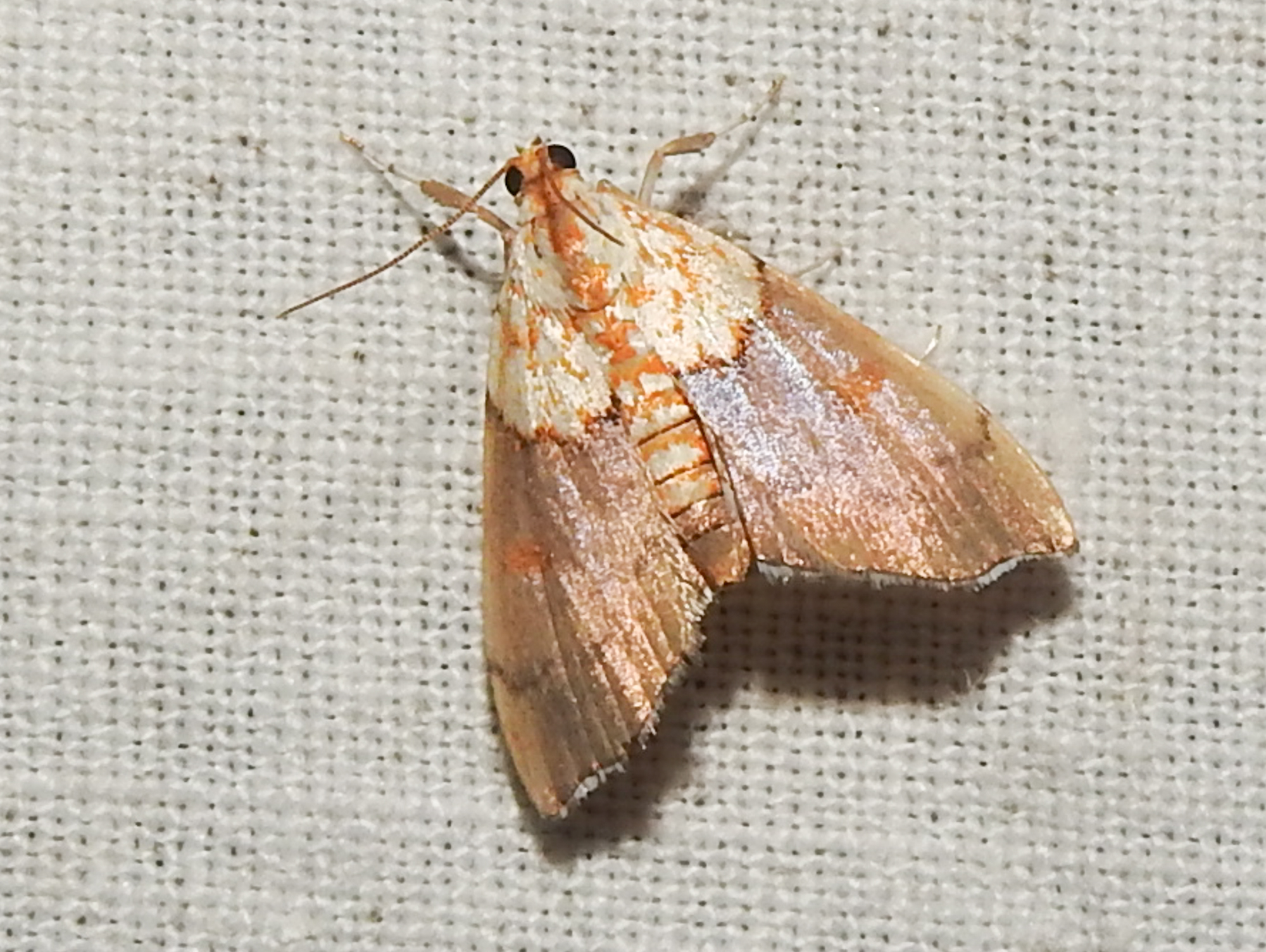 Agrotera nemoralis - ligeti tűzmoly