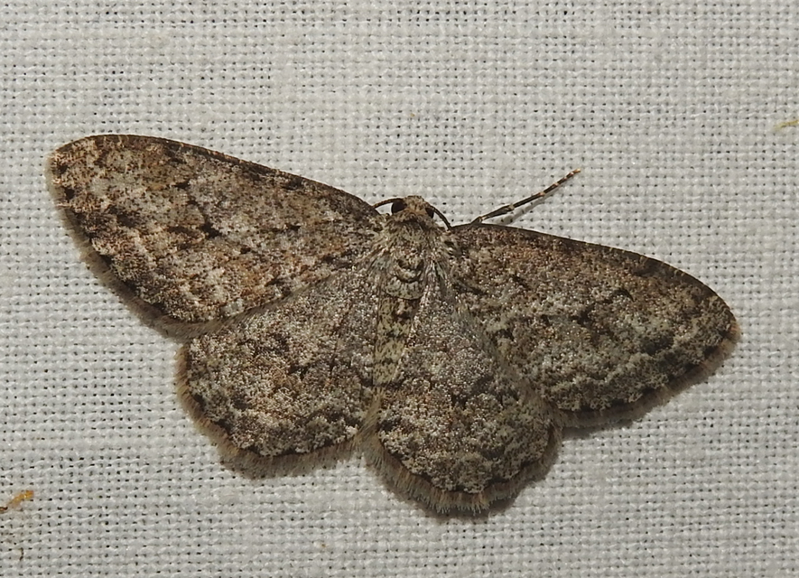 Ectropis crepuscularia - avararaszoló