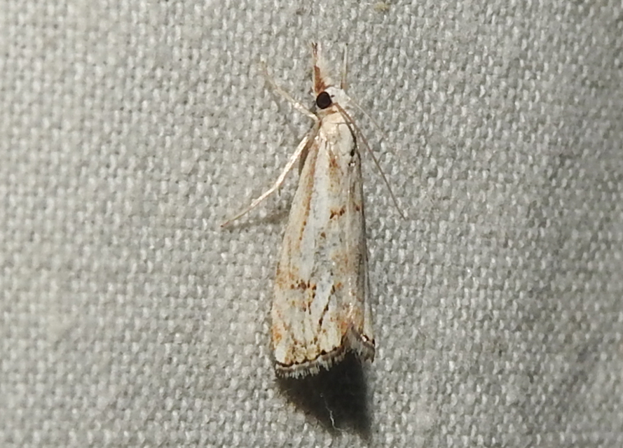 Catoptria falsella - hálós fűgyökérmoly