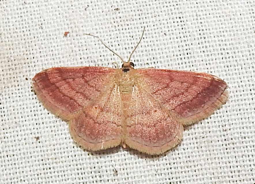 Scopula rubiginata - réti pirosaraszoló