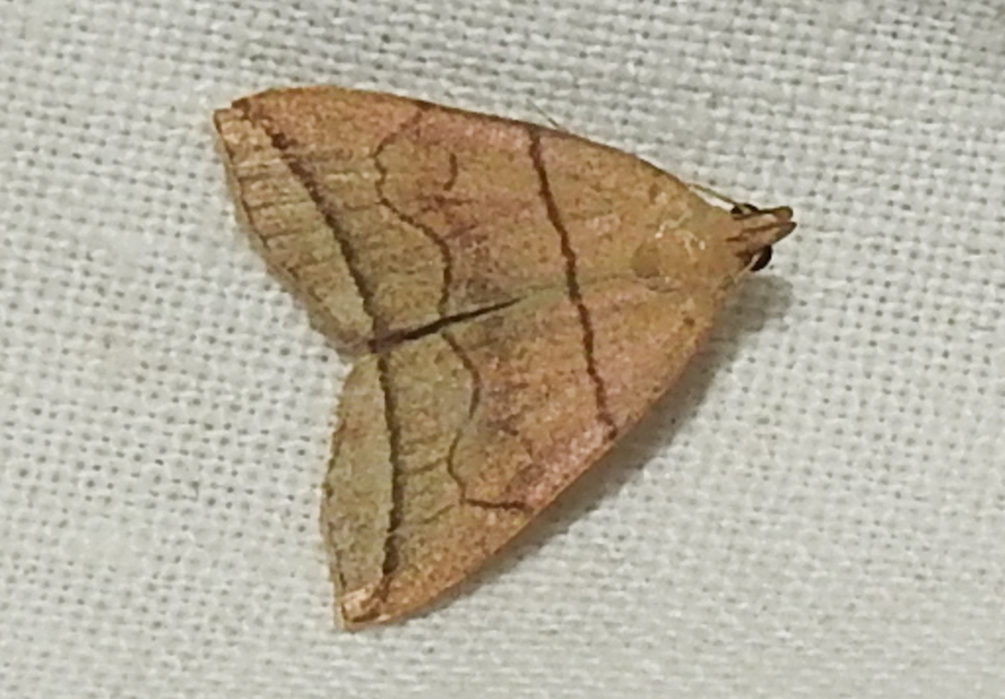 Herminia grisealis - ligeti karcsúbagoly