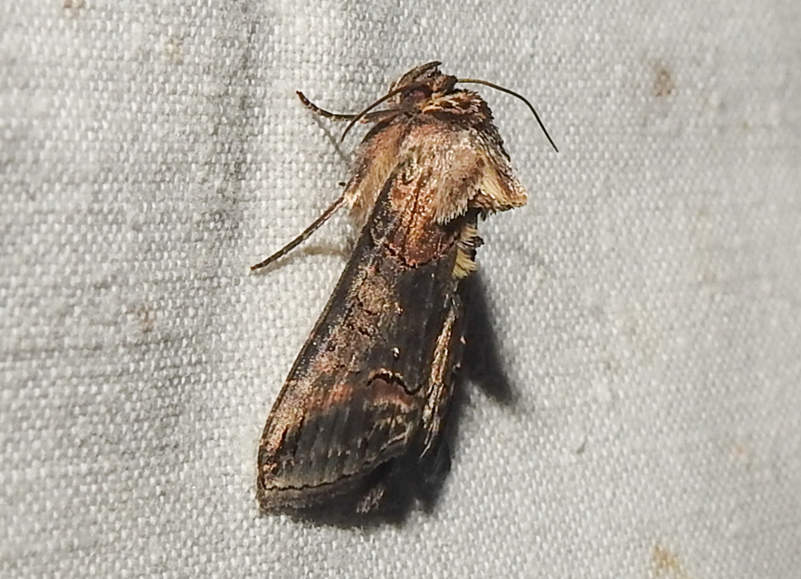 Abrostola triplasia - közönséges csalánbagoly