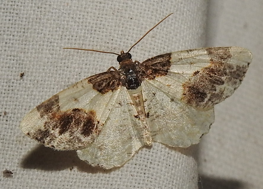 Ligdia adustata - barna levélaraszoló