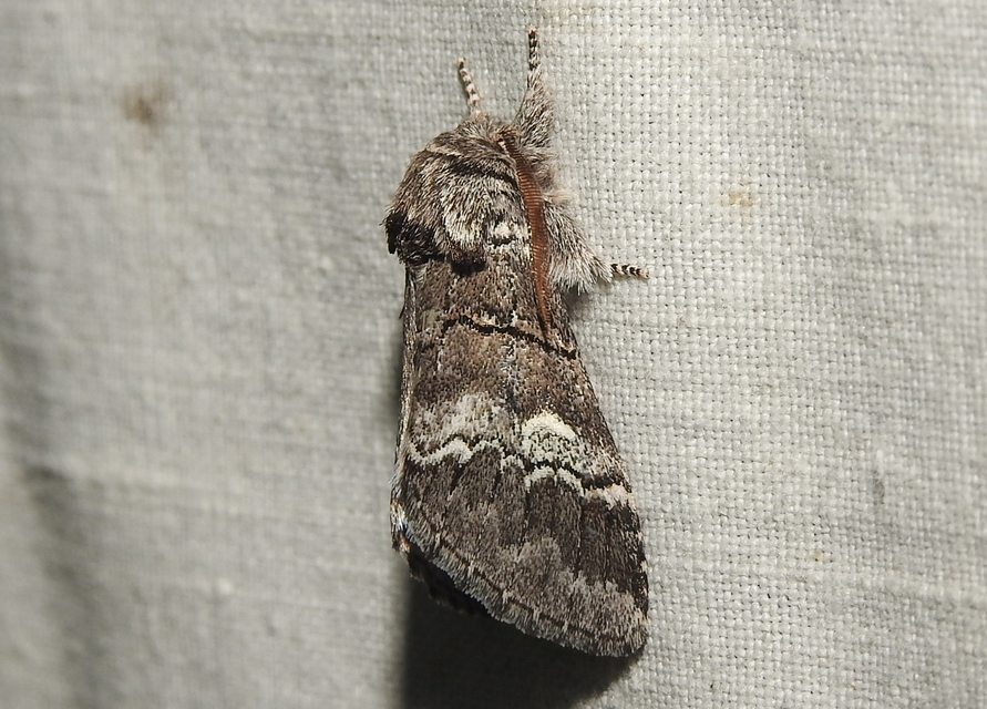 Drymonia querna - tölgyfa-púposszövő