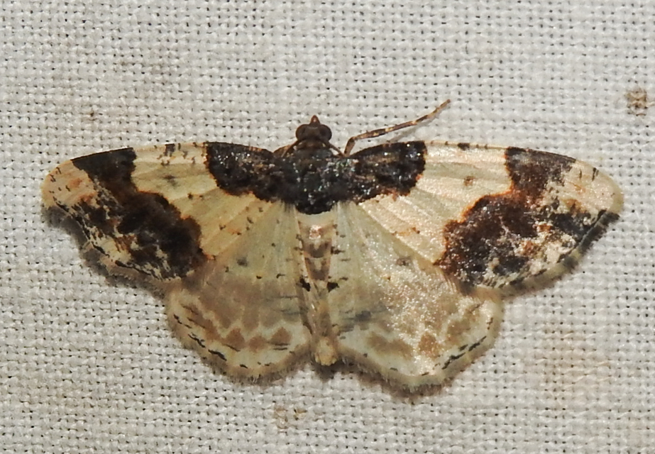 Ligdia adustata - barna levélaraszoló