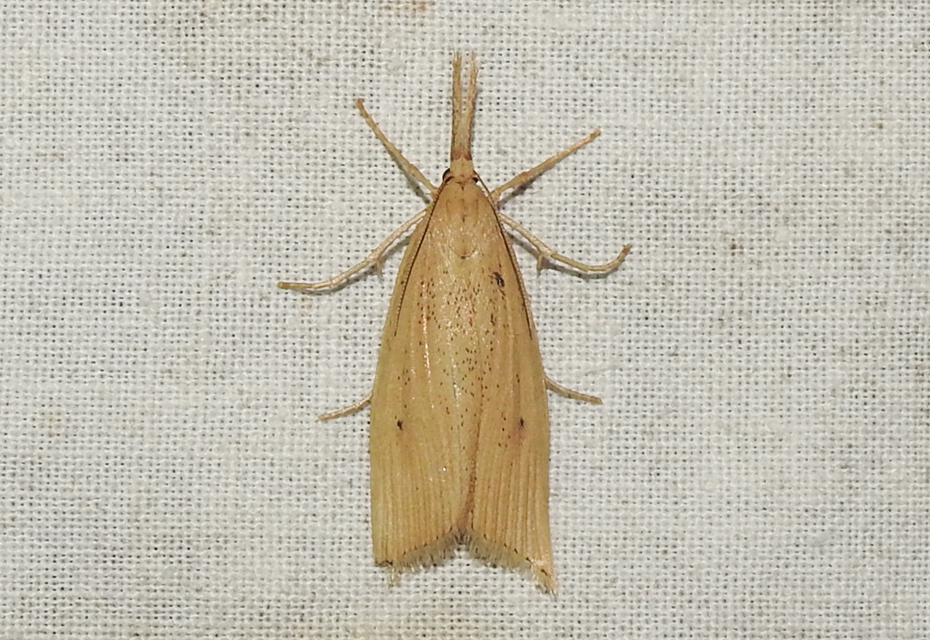 Chilo phragmitella - csíkos nádfúrómoly