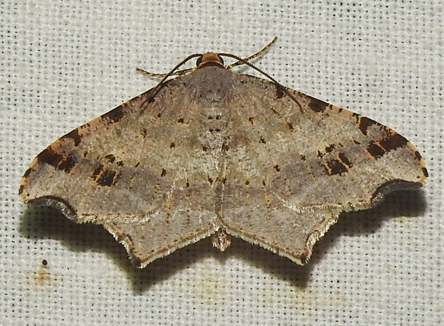 Macaria alternata - közönséges szürkearaszoló