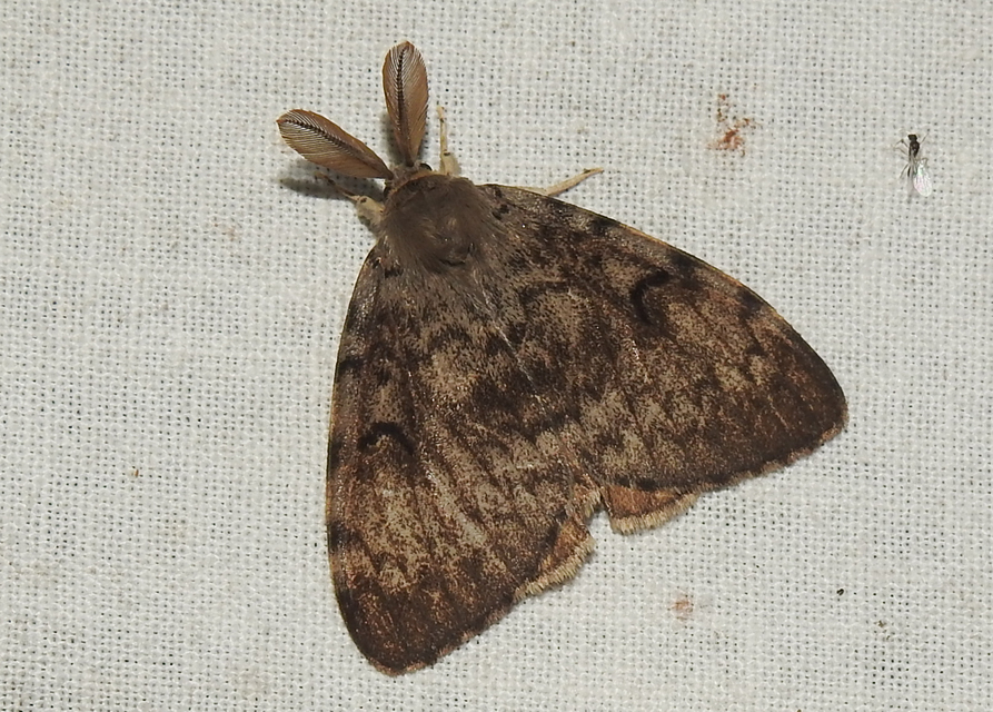 Lymantria dispar - gyapjaslepke