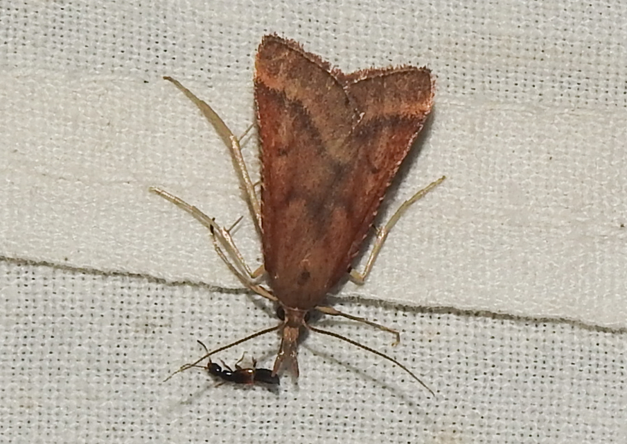 Synaphe punctalis - hosszúlábú fényilonca