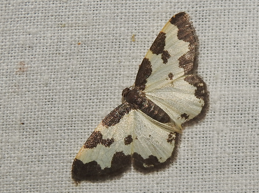 Lomaspilis marginata - szegélyes nyárfaaraszoló