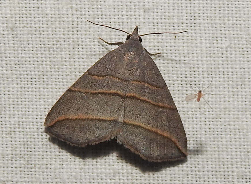 Colobochyla salicalis - háromsávos törpebagoly