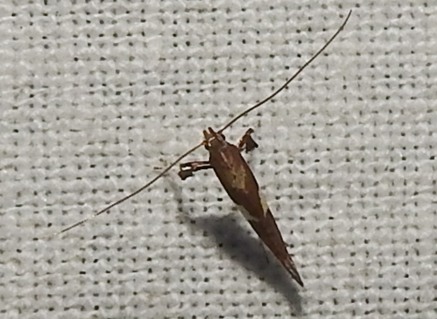 Caloptilia