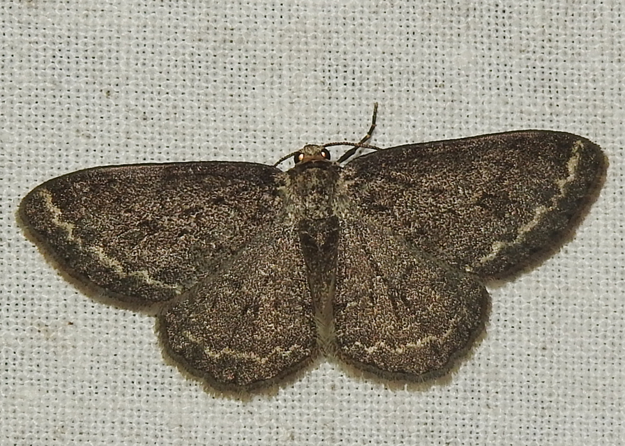 Ectropis crepuscularia - avararaszoló