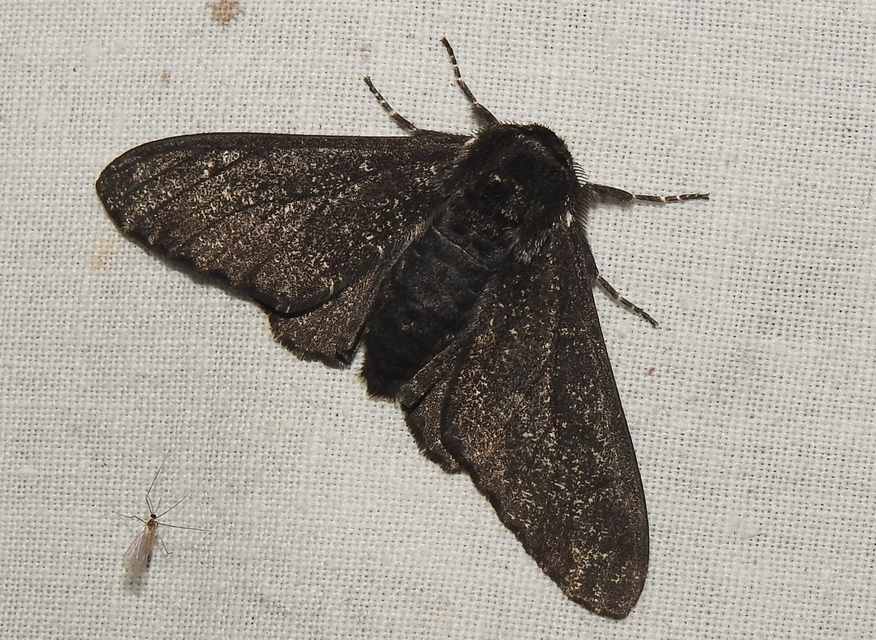 Biston betularia - szürkepettyes araszoló