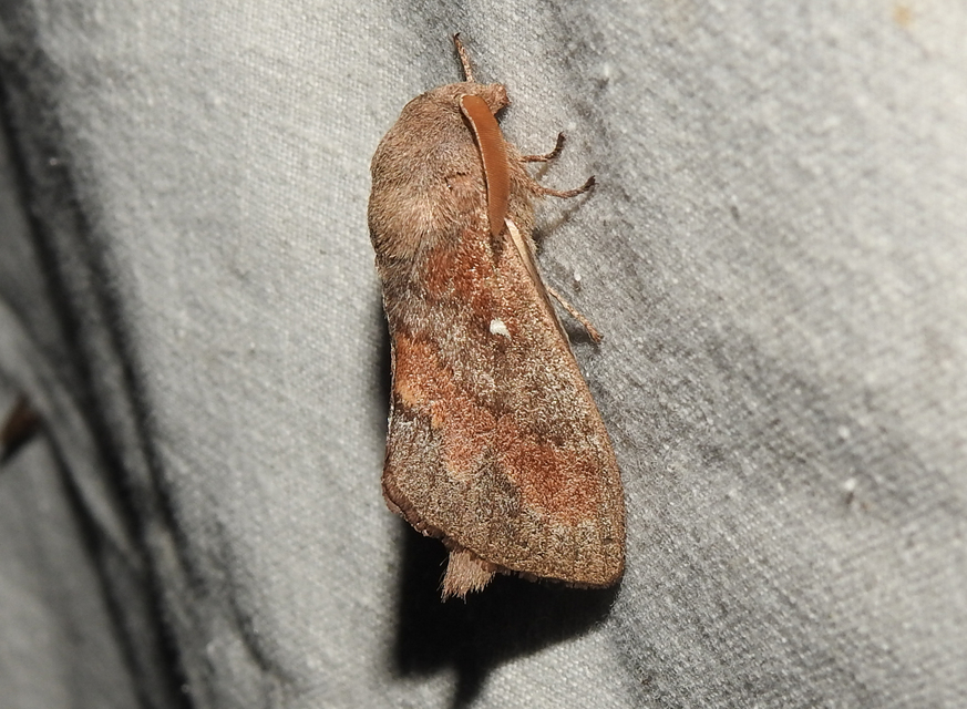 Dendrolimus pini - fenyőpohók
