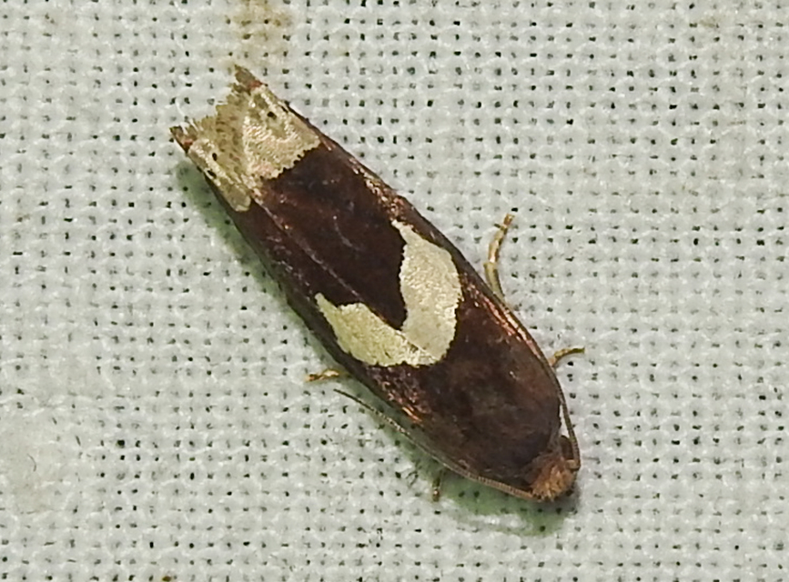 Epiblema foenella - kampósfoltú tükrösmoly