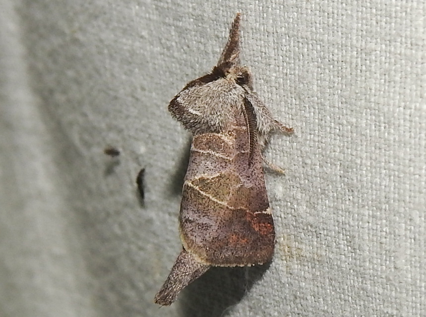 Clostera pigra - apró levélszövő