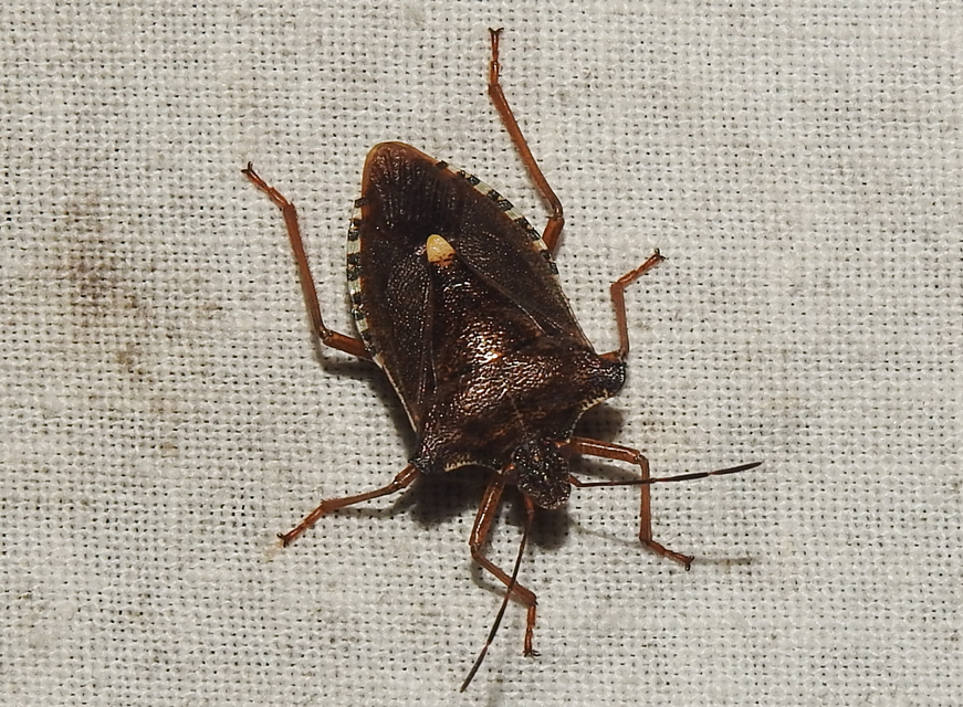 Pentatoma rufipes - vöröslábú címerespoloska Pentatoma rufipes - vöröslábú címerespoloska