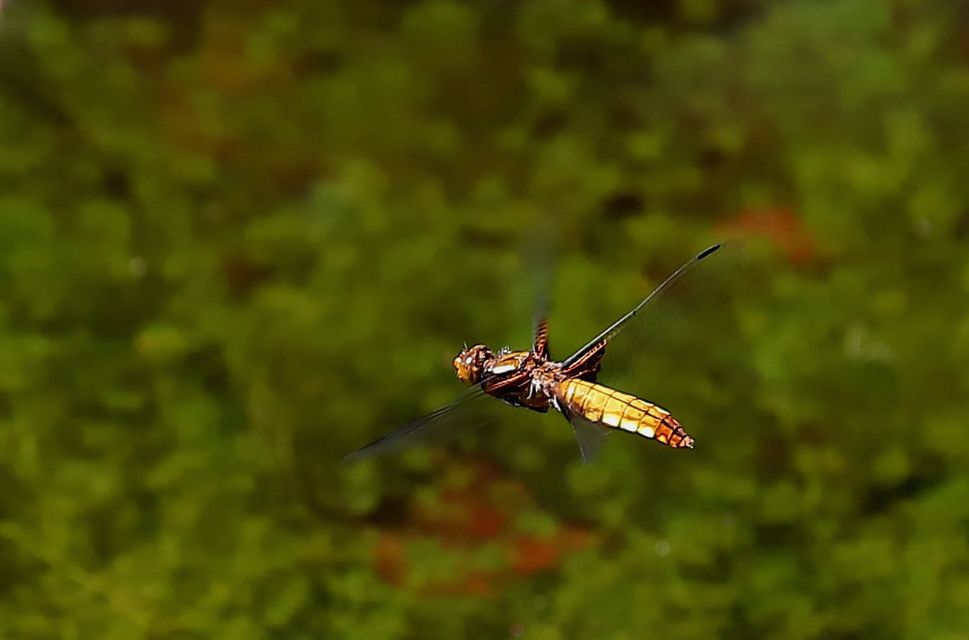 Libellula depressa - széles laposacsa