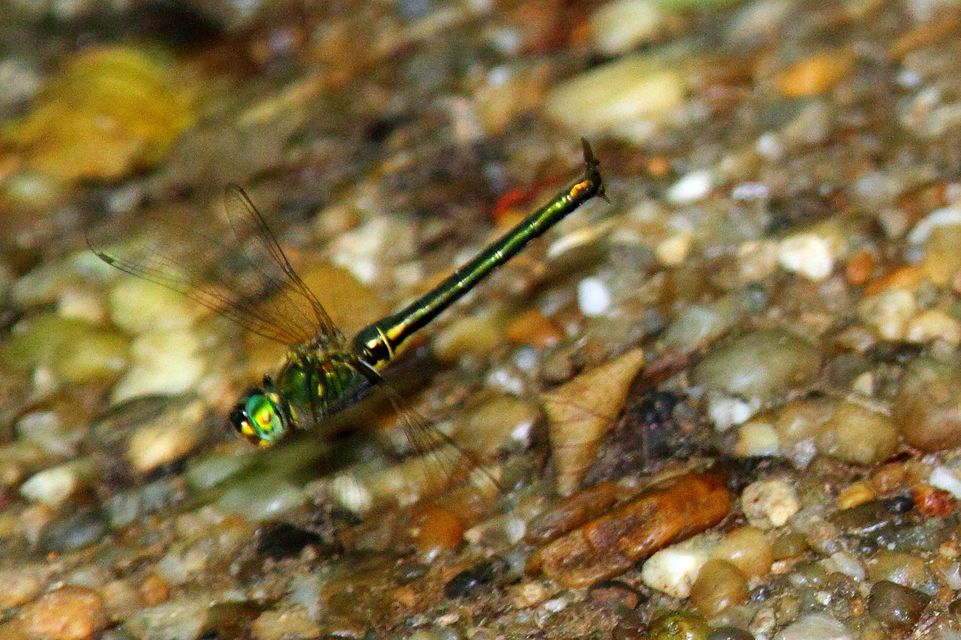 Somatochlora meridionalis - déli smaragdszitakötő