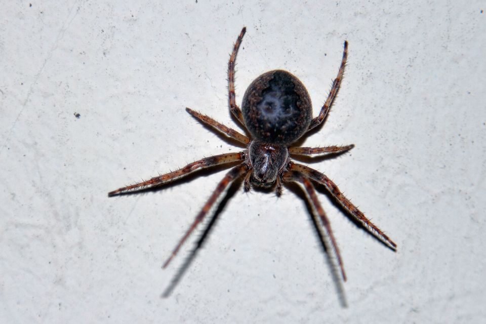 Larinioides ixobolus - ereszalji keresztespók